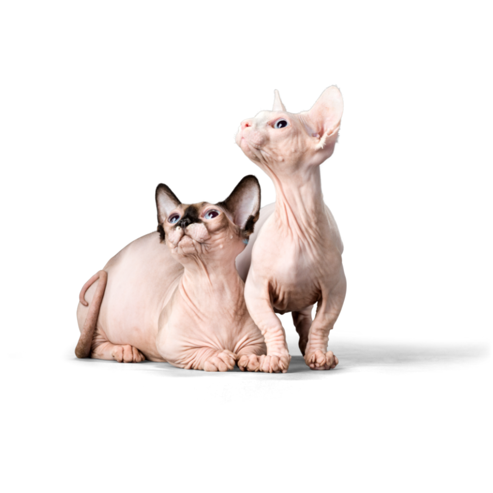 Greenville, NC 27834 Veterinarians Trinity Veterinary Hospital